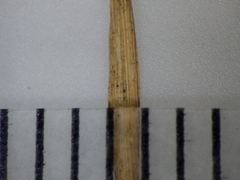 Eragrostis pectinacea pectinacea