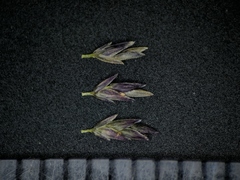 Eragrostis pectinacea pectinacea