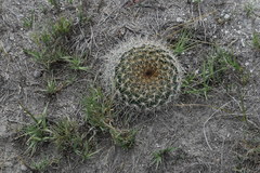 Mammillaria discolor