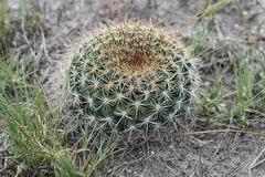 Mammillaria discolor