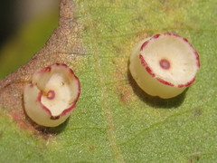 Phylloteras volutellae
