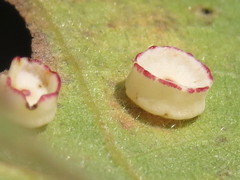 Phylloteras volutellae