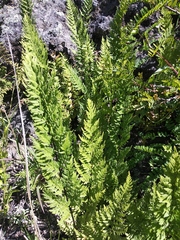 Myriopteris allosuroides
