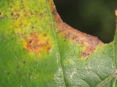 Phylloteras volutellae