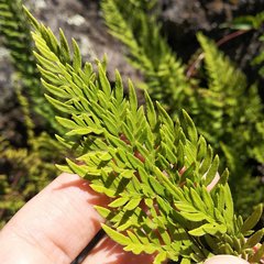 Myriopteris allosuroides