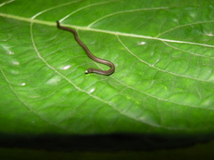 Epictia vindumi