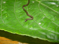 Epictia vindumi