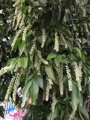 Melicoccus bijugatus