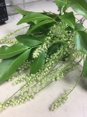 Melicoccus bijugatus