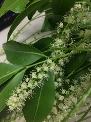 Melicoccus bijugatus