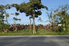 Sterculia apetala