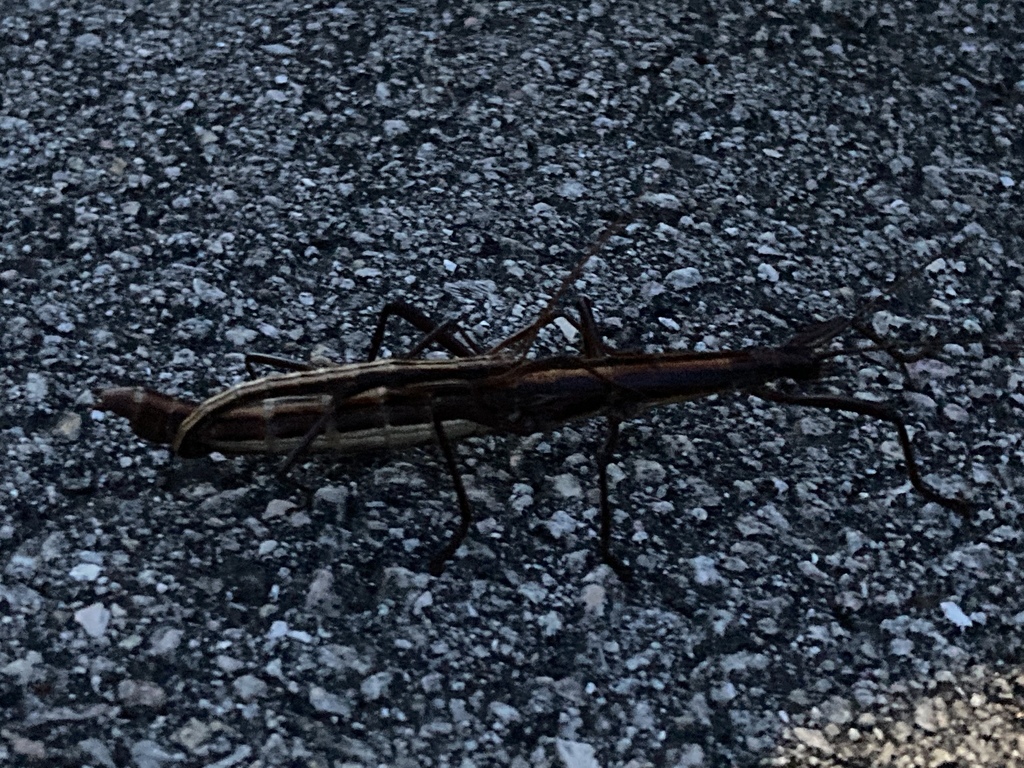 Florida Stick Insect