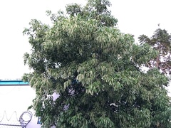 Melicoccus bijugatus