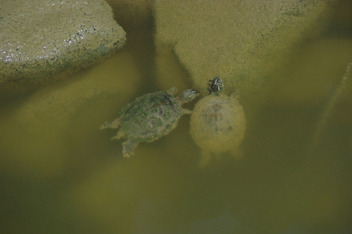 Pseudemys floridana
