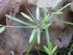 Cyperus compressus