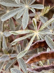 Dasineura lupinorum