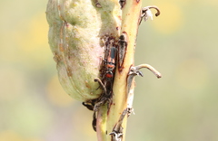 Crossidius discoideus