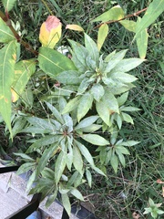 Podosphaera balsaminae