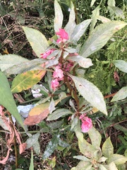 Podosphaera balsaminae