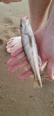 Menticirrhus saxatilis