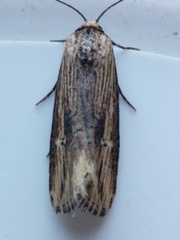 Crambodes talidiformis