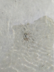 Halicarcinus