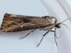 Crambodes talidiformis