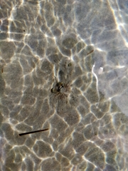 Halicarcinus