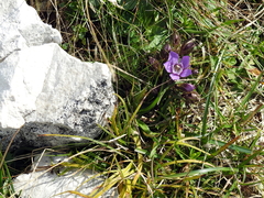 Gentianella anisodonta