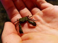 Halicarcinus