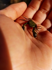 Halicarcinus