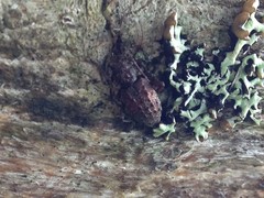 Plectrura spinicauda