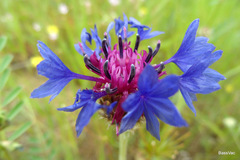 Centaurea depressa