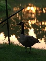 Branta canadensis