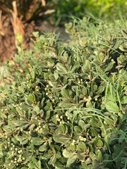 Angiospermae