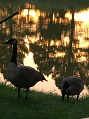 Branta canadensis