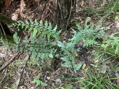 Asplenium bulbiferum