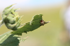 Zygogramma exclamationis