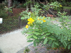 Senna chapmanii