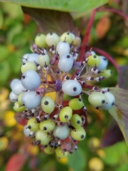 Cornus alba
