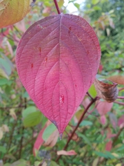 Cornus alba