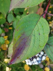 Cornus alba