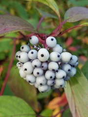 Cornus alba