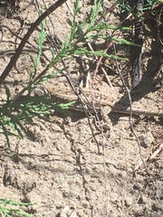 Liolaemus wiegmannii