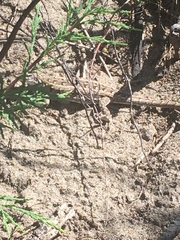 Liolaemus wiegmannii