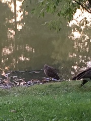 Nycticorax nycticorax