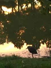 Nycticorax nycticorax