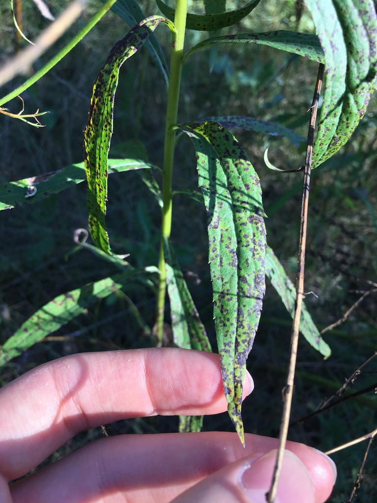 Basidiophora