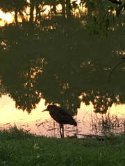Nycticorax nycticorax