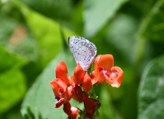 Celastrina echo gozora